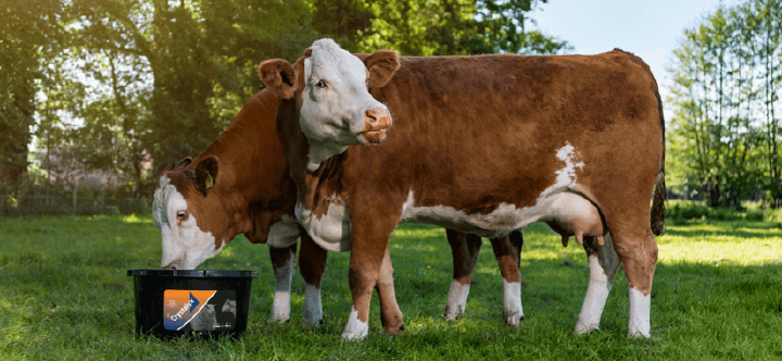 crystalyx einstiegsbild rind